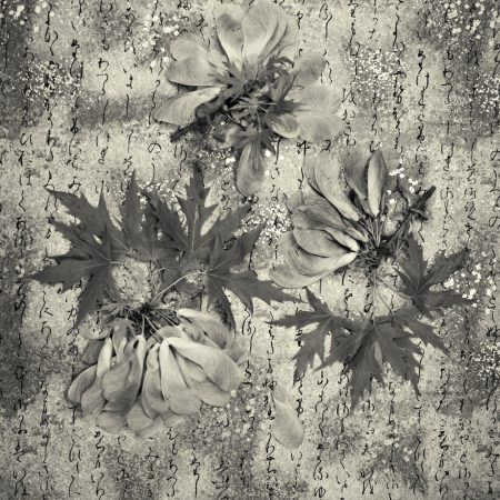 Claudia Rippee, Maple Study, Archival pigment print, 18 x 22 inches, 2021